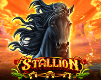 Stallion